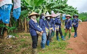 Công Ty Greenfarm Asia